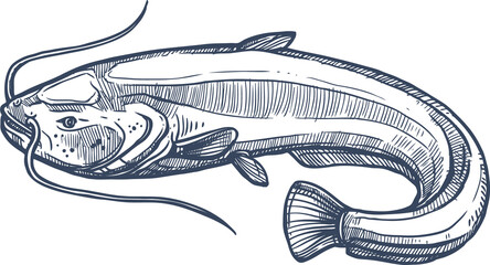 Catfish or sheatfish isolated ray-finished fish