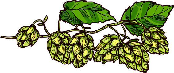 Green hop flowers branch isolated beer ingredient