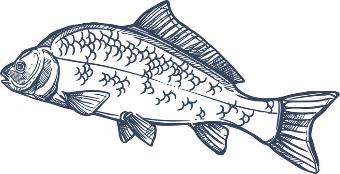 Fish, isolated common carp hand drawn sketch icon