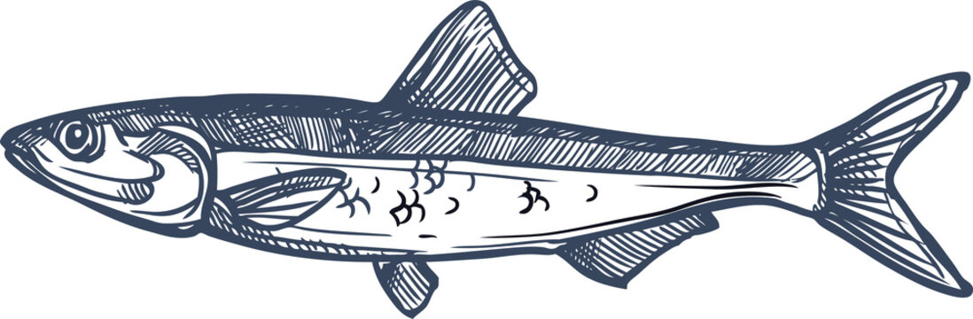 Anchovy Small Forage Fish Isolated Sketch Drawing