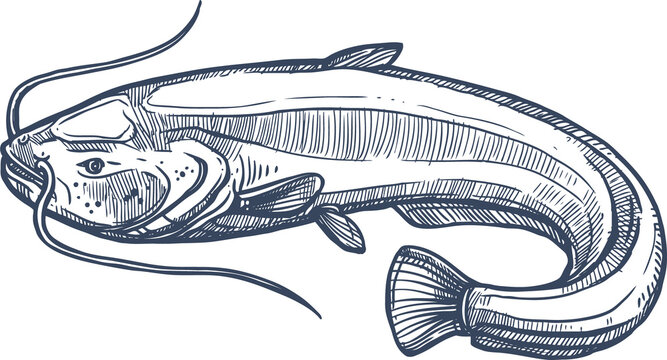 Catfish or sheatfish isolated ray-finished fish