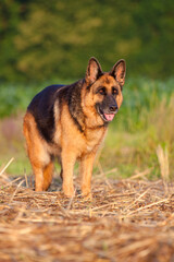 german shepherd standing on hay