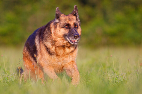 German Shepherd Running