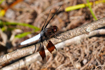 Common Whitetail Dragonfly perched on a stick