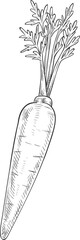 Vegetable sketch isolated monochrome carrot leaves