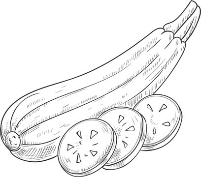 Squash vegetable marrow isolated zucchini sketch