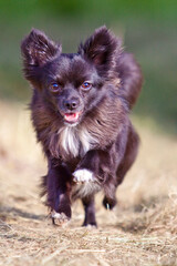 chihuahua running on hay