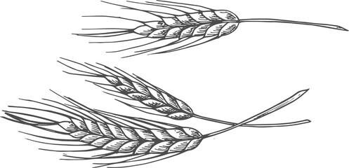 Ears of wheat spikes isolated unripe spica sketch