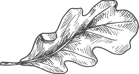 Oak or acorn tree leaf isolated sketch. Vector
