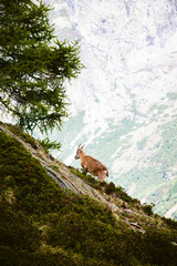 Bouquetin en montagne