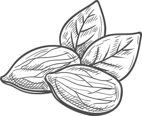 Fototapeta premium Edible seed of almond nut, leaves isolated sketch