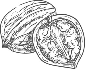 Common walnut whole and half with kernel isolated