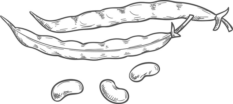 Pod of kidney beans, seeds isolated legumes sketch