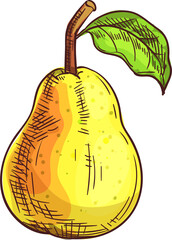 Bartlett pear isolated sketch. Vector summer fruit