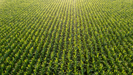 Low altitude aerial photo of maize or corn, a cereal grain which has become a staple food in large...