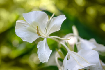 White Ginger (Hedychium coronarium) called “Mariposa” in Cuba