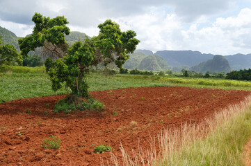 Landscape with mogotes in Vinales Valley (Cuba).  A mogote is a  residual hill composed of  limestone