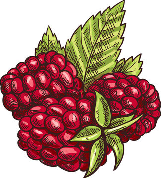 Brambleberry, raspberry or dewberry isolated berry