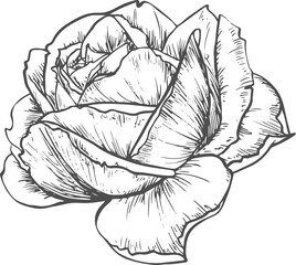 Blooming bud of rose flower isolated vector sketch