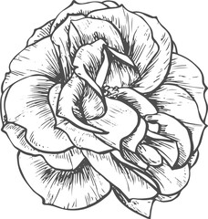 Rose flower isolated sketch. Vector blooming bud