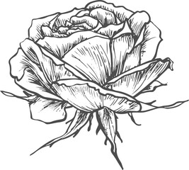 Blooming bud of rose flower isolated vector sketch