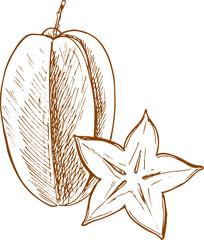 Carambola fruit isolate starfruit sketch whole cut