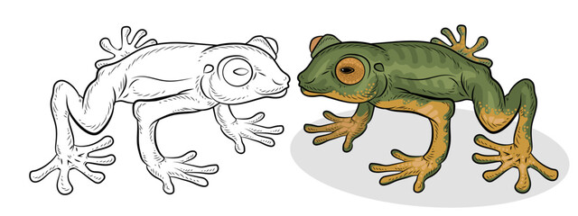 Frog. Black and white and color image. Coloring book for children. Vector drawing.