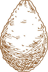 Alligator pear, exotic avocado isolated sketch