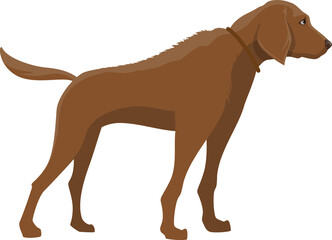Pointer hound dog isolated icon