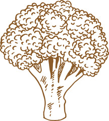 Stem of broccoli isolated organic vegetarian food