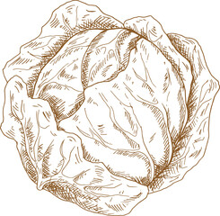 Vegan cabbage isolated autumn vegetable sketch