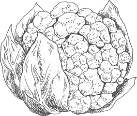 Cauliflower cabbage isolated vegetable brassica