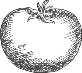 Monochrome tomato isolated vegetable