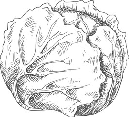 Vegan cabbage isolated autumn vegetable sketch