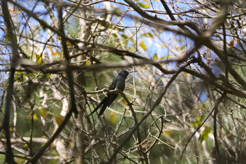 Hummingbird perched on a tree branch, among branches and leaves