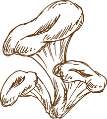 Edible fungus isolated Chanterelle mushroom sketch
