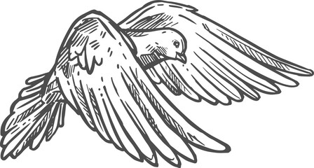 Dove sketch icon, peace and love pigeon