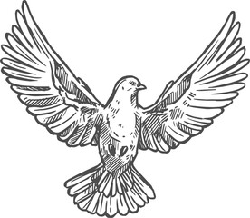 Dove pigeon, bird spread wings sketch
