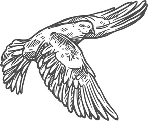 Flying dove, pigeon bird sketch icon