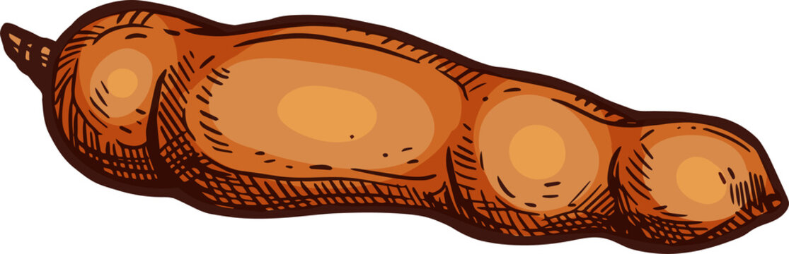 Sketch tamarind, African exotic tropical fruits