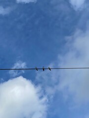 Birds sat on a wire with a blue sky background. 