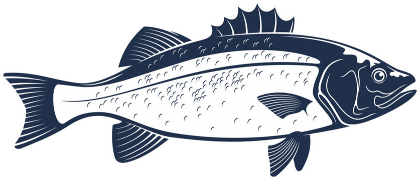 Barred sand bass isolated sea fish, sea brass sketch