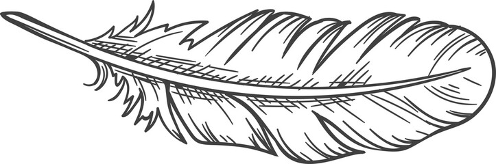 Feather isolated retro writing pen sketch. Vector monochrome quill, tool to write