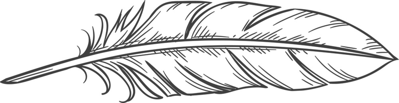 Writing feather pen isolated monochrome sketch. Vector quill, old handwriting symbol