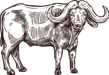 African cape buffalo or desert ox mammal animal