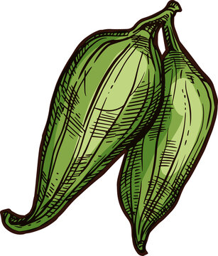 Cyclanthera pedata vegetable or fruit sketch