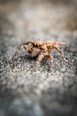 This is a macro photo of a spider.  spider macro photo, jumping spider photo, close-up photo of spider.