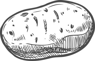 Potato vegetable, farm veggie sketch