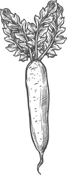 recommend clip art: Daikon radish vegetable, farm veggie sketch