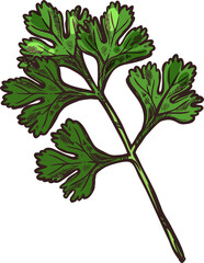 Coriander isolated culinary herb, cilantro parsley